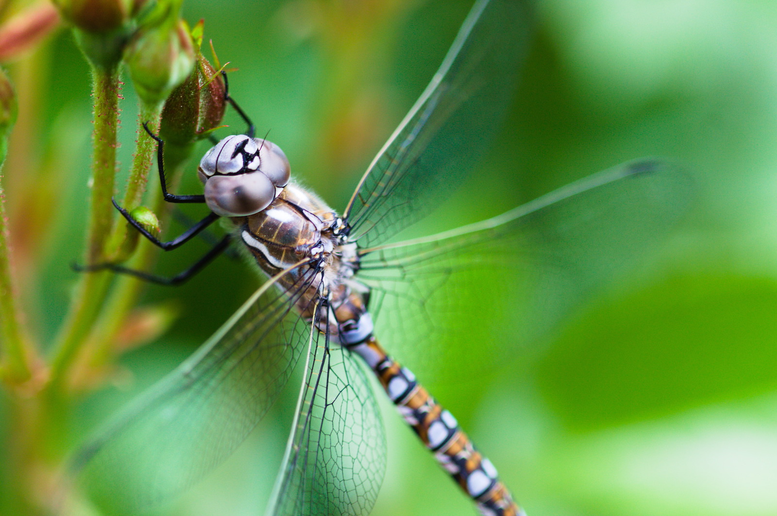 dragonfly_idaho