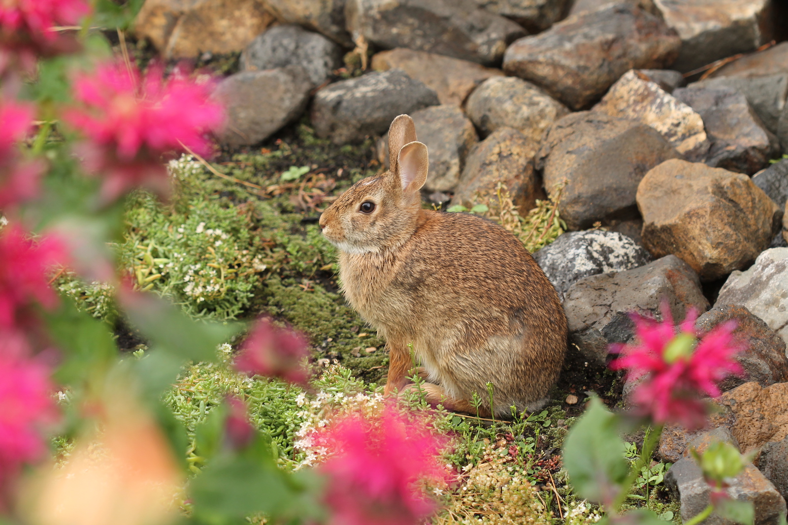rabbit_pink_flowers_rocks