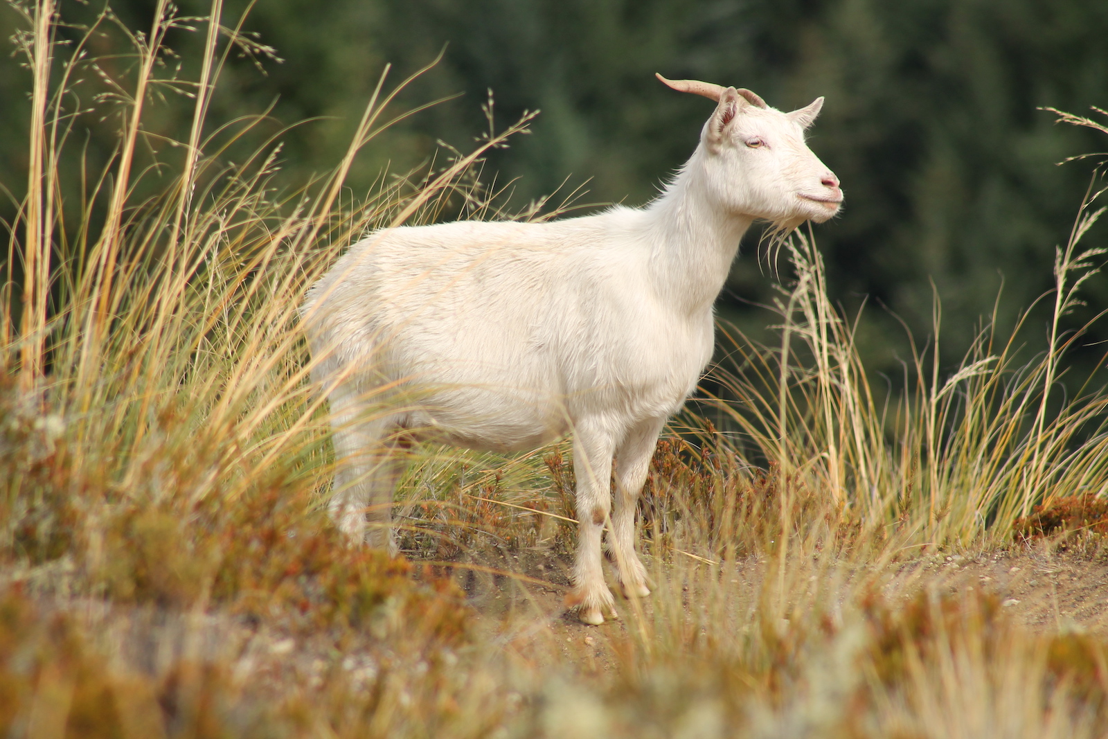 white_goat
